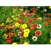 Seeds Multicolor Painted Daisy 100+ Seeds for Planting Chrysanthemum Rainbow