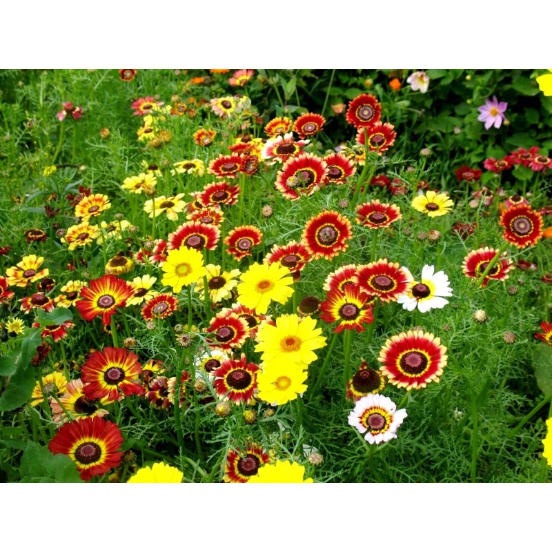 Seeds Multicolor Painted Daisy 100+ Seeds for Planting Chrysanthemum Rainbow