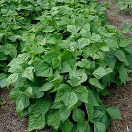 Eden Brothers Bean Seeds (Bush) - Contender Non-GMO Seeds for Planting, 5 Pounds | High-Yielding, Low-Maintenance Vegetable Seeds, Plant During Warm Season, Zones 3, 4, 5, 6, 7, 8, 9