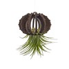 VEKULI Air Plant Holder Sea Urchins Unique Holder for Tillandsia
