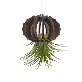 VEKULI Air Plant Holder Sea Urchins Unique Holder for Tillandsia