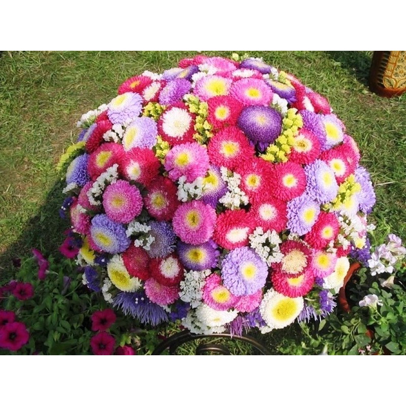 22Day Seeds: Seeds Aster Pompon Mix/Annual Flowers
