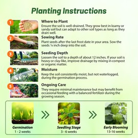 Outsidepride Cape Gooseberry Physalis Seeds - 1000 Pcs. Perennial, Drought-Tolerant & Versatile, Flower Seeds for Planting Edible, Golden Pods with Yellow-Purple Blooms for Pollinator Gardens