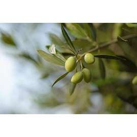 Crema corporal nutritiva con aceite de oliva y extracto de granada, fórmula hidratante para una sensación de lujo -