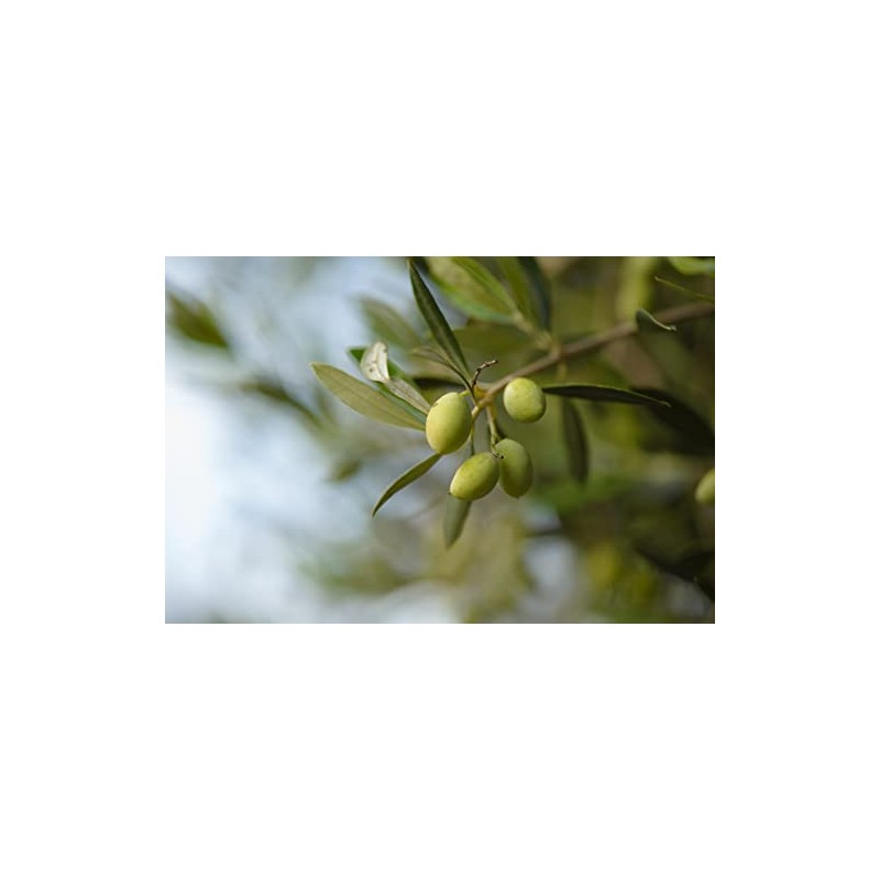 Crema corporal nutritiva con aceite de oliva y extracto de