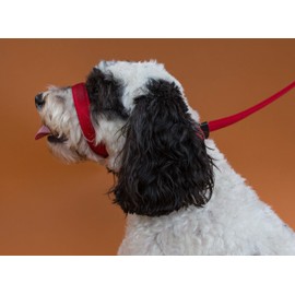 Dogs & Co Figure of 8 Training Dog Lead For Dogs That Pull. Padded. 3 uses -in 1 lead. Red