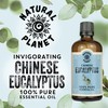 Natural Planet Eucalyptus Essential Oil Therapeutic Grade Pure, 100% Pure