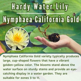 Mainam Mixed Colorful Hardy Water Lily Tuber Live Aquarium Plant for Freshwater Fish Pond Balcony Buy 2 GET Fertilizer Free (Yellow Nymphaea California Gold)