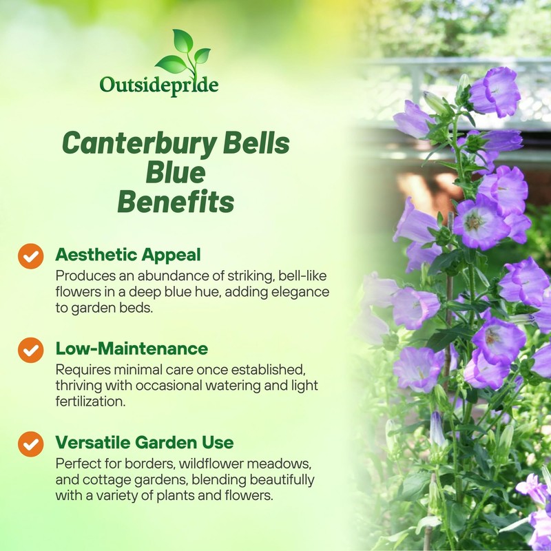 Outsidepride Medium Blue Canterbury Bells Flower Seeds - 10000 Pcs