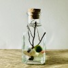 Toss Rocks Marimo Moss Ball Terrarium Kit