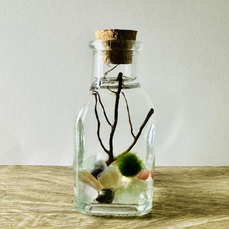 Toss Rocks Marimo Moss Ball Terrarium Kit