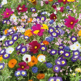 Eden Brothers Royal Meadow Flower Mixed Seeds for Planting, 1/4 lb, 120,000+ Seeds with Morning Glory, African Daisy | Attracts Pollinators, Plant in Spring or Fall, Zones 3, 4, 5, 6, 7, 8, 9, 10