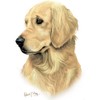 CafePress Golden Retriever 3 Oval Car Bumper Sticker
