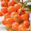 Sea Buckthorn Body Oil (100ml) - x 2 *Twin DEAL