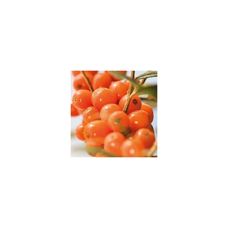 Sea Buckthorn Body Oil (100ml) - x 2 *Twin DEAL
