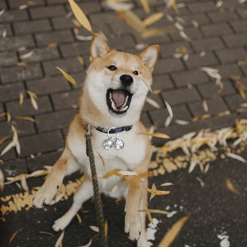 Jagowa 1 Set 2 Pcs Loud Cat and Dog Bells