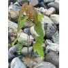 Tree Silver Maple Tree 4“-8" Sapling Seedling (5 Pack) Live