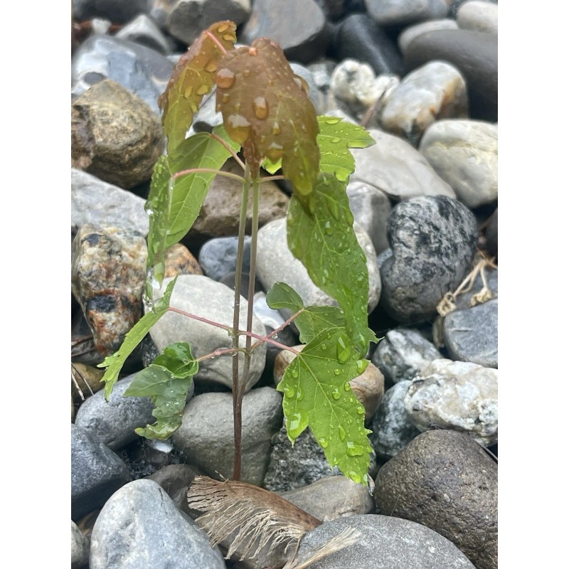 Tree Silver Maple Tree 4“-8" Sapling Seedling (5 Pack) Live