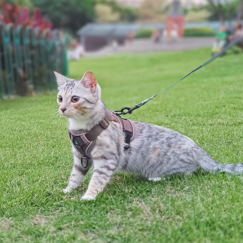 pangdi Cat Harness and Leash Set Escape Proof Tactical Large