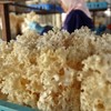 Hanabiratake, 2.8 oz (80 g), 20 Bags, km05, Made in
