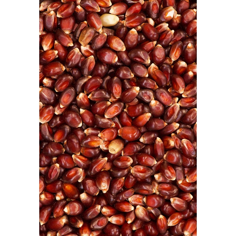India Tree Paloma Roja (Red) PopCorn, 3.4 lb (Pack of