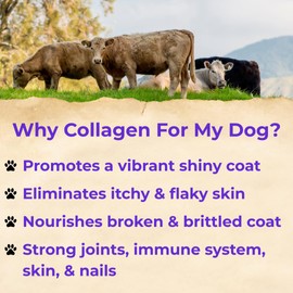 Back40 Dogs Premium Grass-Fed Liquid Collagen for Dogs Skin and Coat, HIPS and Joints | Allergy Relief with Biotin, Vitamin C and MSM for Joint, Nails & Immunity | Made in USA