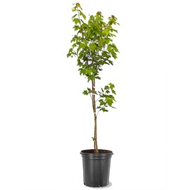 Red Maple, Deciduous, Tall, Shade Tree, Hardy, Rapid Growth, 5 gal Nursery Pot
