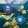 Seavenger Ocean Kiss Reef-Safe Sunscreen SPF 30-50 with Jellyfish Sting