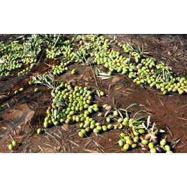 ORO BAILEN | Extra Virgin Olive Oil Picual | Organic Oil | Bottle 16.9 Fl Oz