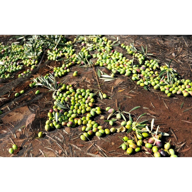 ORO BAILEN | Extra Virgin Olive Oil Picual | Organic