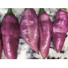 American Seed Fidalga Roxa Pepper Seeds 🇺🇸 USA Grown 🇺🇸