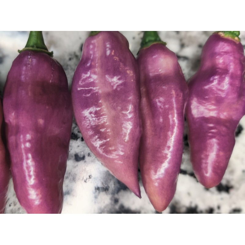 American Seed Fidalga Roxa Pepper Seeds 🇺🇸 USA Grown 🇺🇸
