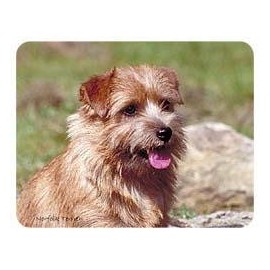 Norfolk Terrier Coasters