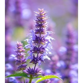 AGASTACHE foeniculum (Lavender Hyssop, Anise Hyssop) Flower Seeds, Hardy and Adaptable, Seeds by MySeeds.Co, You Choose The Amount (0.25 oz)