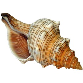 Kaltner Präsente Gift Idea - Shell Fasciolaria Trapezium Trapezium Snail Sea Snail (15-16 cm)