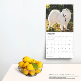 Samoyeds | 2025 12 x 24 Inch Monthly Square Wall Calendar | BrownTrout | Animals Dog Breeds