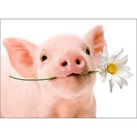 Pig Holds Flower Blank Card