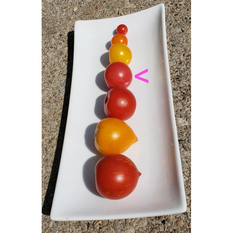 Rhiannons_garden_goodies Ditmarsher Micro Dwarf Tomato Seeds Organic 10 Count *Free
