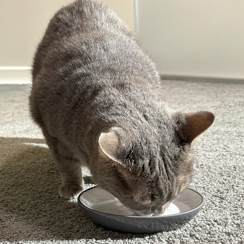 SPOT Two Tone Gray Oval Cat Food Dish - Ceramic
