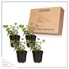 Live Aromatic and Edible Herb - Eucalyptus (4 Per Pack)