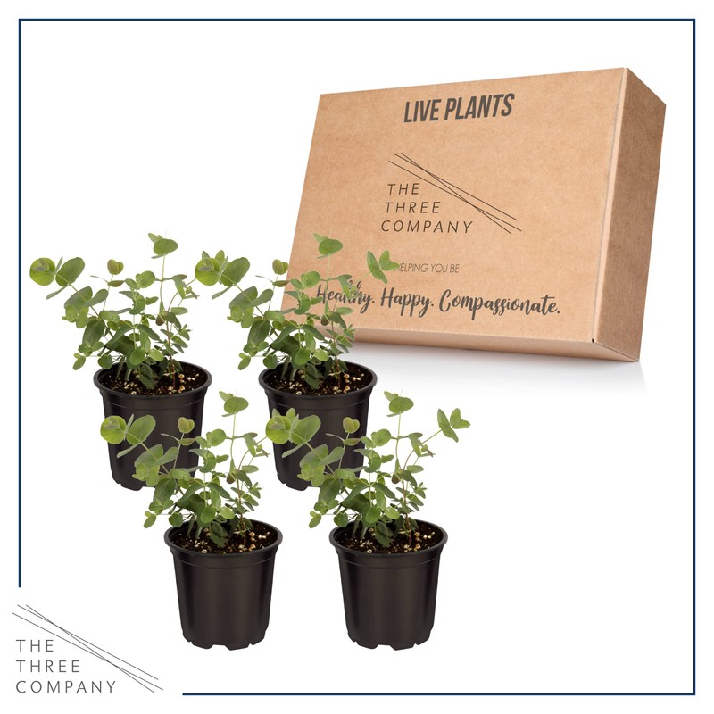 Live Aromatic and Edible Herb - Eucalyptus (4 Per Pack)