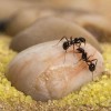 anthouse Sand Ant Farm Medium (Anthill, Formicarium, Educational, Ants)