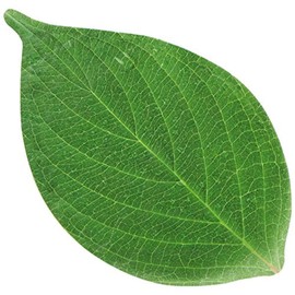 American Metalcraft PPL4 Leaf Cheese Paper, 4-1/4" Length, 2-1/2" Width