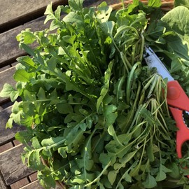 Ji CAI Seeds Celery Cabbage Culinary Uses Low in Calories Good Source of Vitamin C Garden Outdoor 1000Pcs Vegetable Seeds by YEGAOL Garden