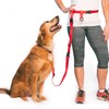 The Buddy System Accessories for Our Dog Leashes Made in