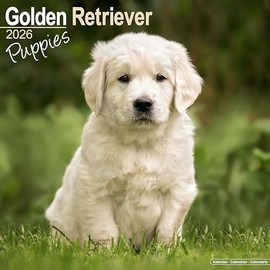 Golden Retriever Puppies 2026 Calendar | Square Wall Calendar | Dog Breed Gift | Plastic Free Packaging | by Avonside Publishing