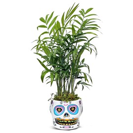 Live Palm Chamaedorea Elegans, Parlor Palm, Palm Houseplant, Coworker Office Plant, Christmas Gift, Air Purifying Plant, Fully Rooted Houseplant in 4" Ceramic Skull