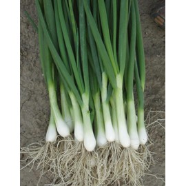 RAISE ME UP: Seeds Bunching Welsh Onion Green Non GMO Heirloom
