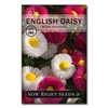 Sow Right Seeds - English Daisy Flower Seeds for Planting,