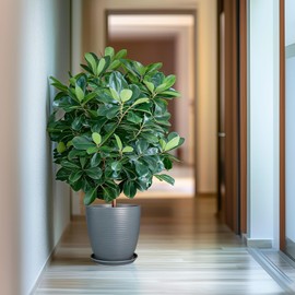 EPFamily 10 Inch Ceramic Planter Round Plant Pots for Plants Indoor Outdoor Glaze Large Flower Pot with Drainage Hole and Saucer Gray